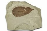 Fossil Oak Leaf (Quercus) - Green River Formation, Utah #356091-1